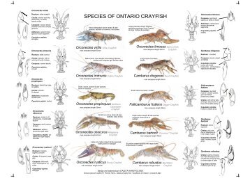 SPECIES OF ONTARIO CRAYFISH - Ontario Nature