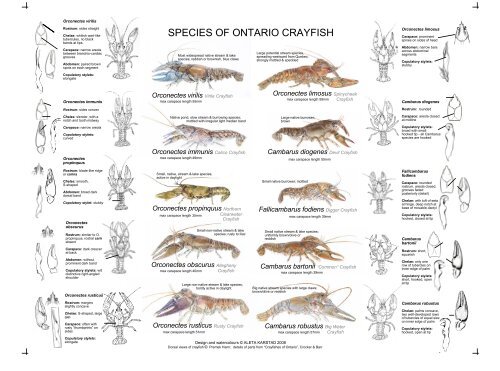 SPECIES OF ONTARIO CRAYFISH - Ontario Nature