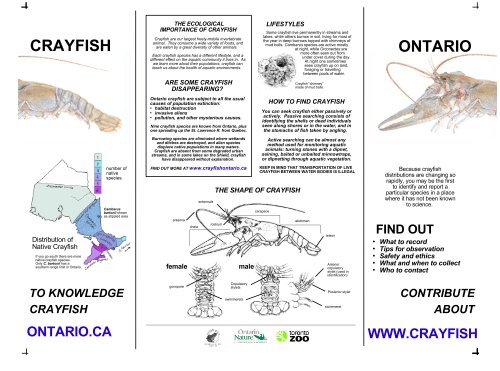 SPECIES OF ONTARIO CRAYFISH - Ontario Nature