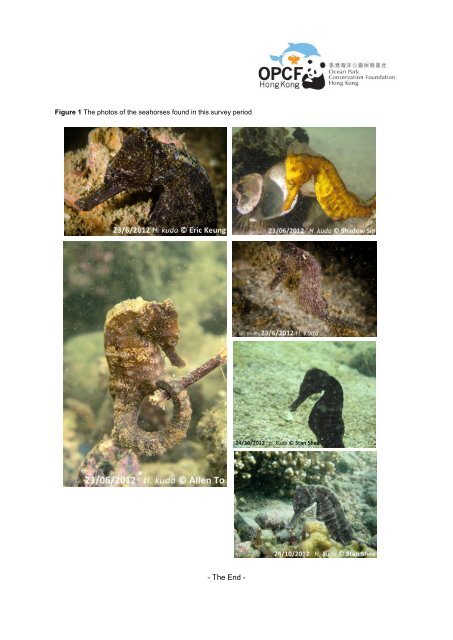 Summary of OPCFHK Seahorse Survey Project Report (2011-2012)