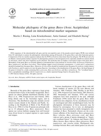 Molecular phylogeny of the genus Buteo - Naturhistorisches ...