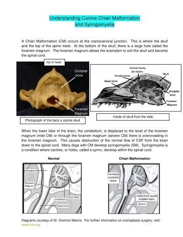 Understanding Canine Chiari Malformation and Syringomyelia