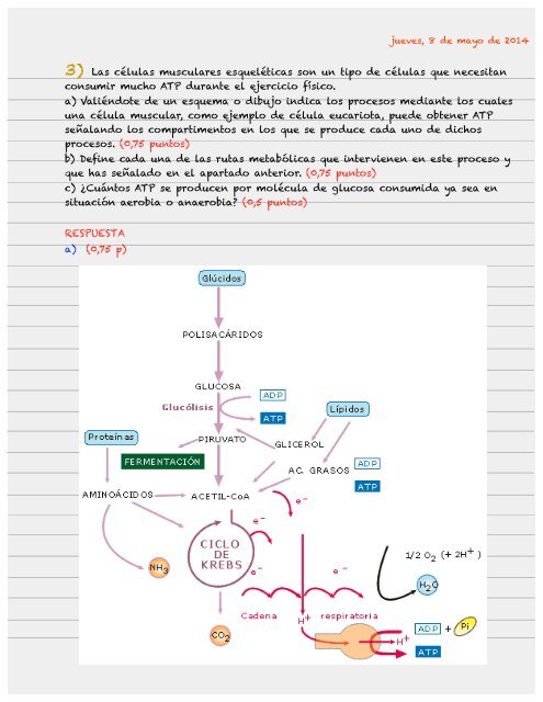 EXAMEN FINAL BIO MAY 2014