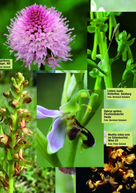 diese Ausgabe herunterladen - Orchideen.at