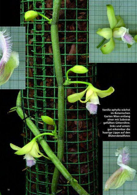 diese Ausgabe herunterladen - Orchideen.at