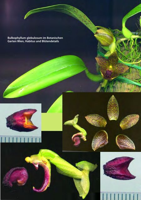 diese Ausgabe herunterladen - Orchideen.at