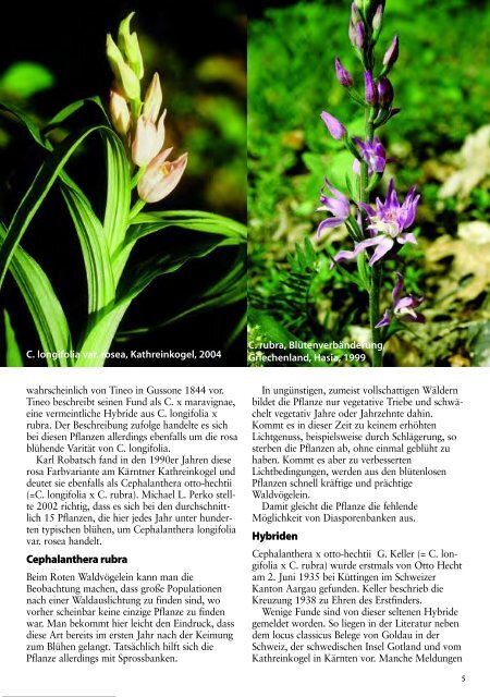 diese Ausgabe herunterladen - Orchideen.at