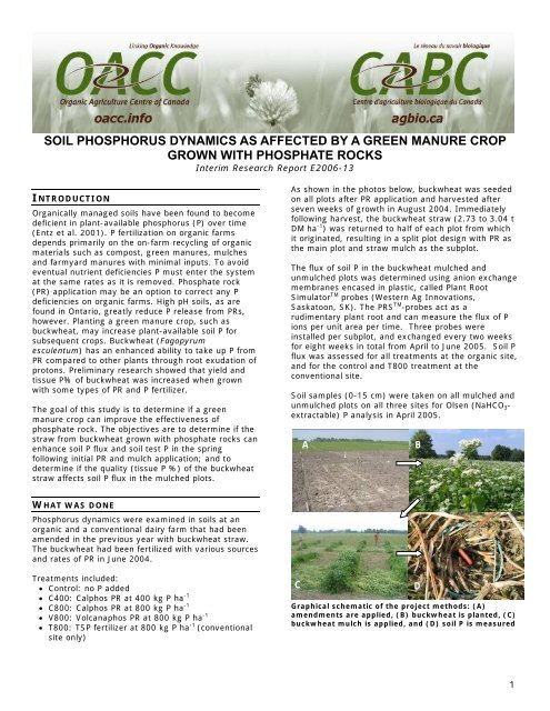 Soil Phosphorus Dynamics As Affected By A Green Manure Crop Soil Phosphorus Dynamics As Affected By A Green Manure Crop