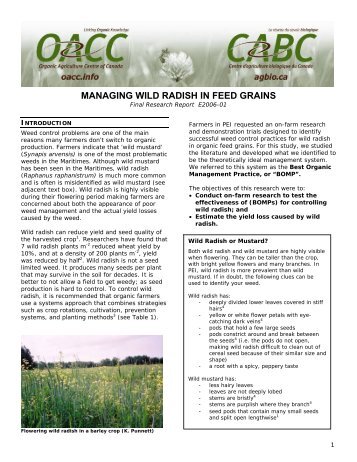 Managing wild radish in feed grains