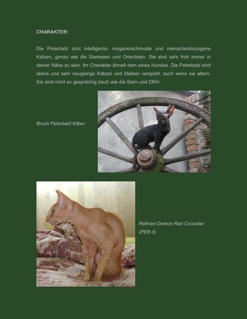 DIE PETERBALD - Oriental Cats