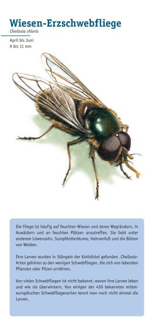 Schwebfliegen nÃ¼tzlich und schÃ¶n - Osternaha