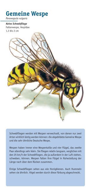 Schwebfliegen nÃ¼tzlich und schÃ¶n - Osternaha