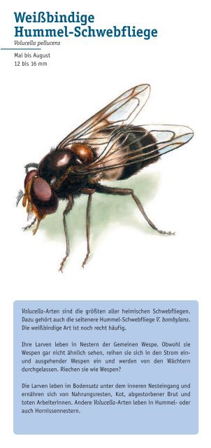 Schwebfliegen nÃ¼tzlich und schÃ¶n - Osternaha