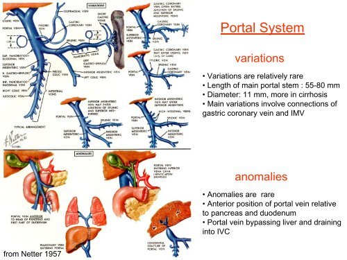 Clinical anatomy in the context of portal hypertension.