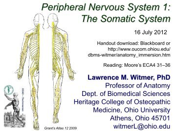 Peripheral Nervous System 1: The Somatic System - Ohio University ...