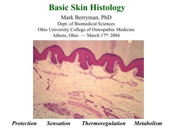 Basic skin histology. - Ohio University College of Osteopathic Medicine