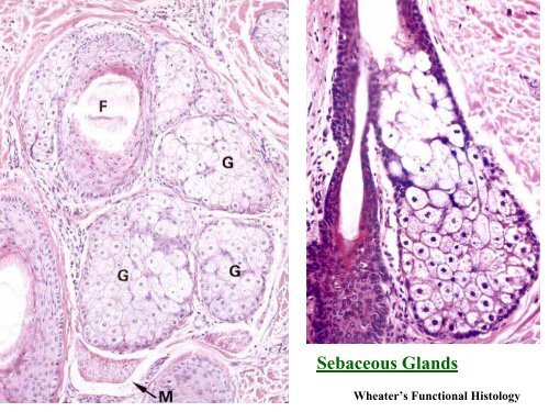 Basic skin histology. - Ohio University College of Osteopathic Medicine