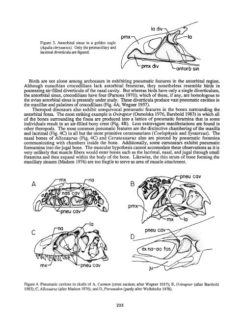 The Nature of the Antorbital Fossa of Archosaurs - Ohio University ...