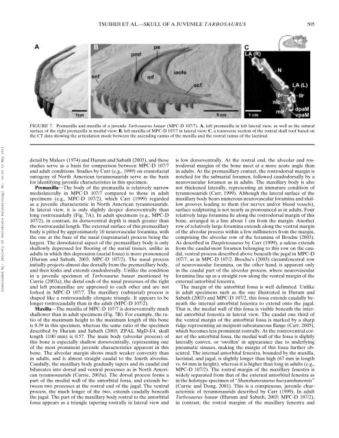 Cranial osteology of a juvenile specimen of Tarbosaurus bataar from ...