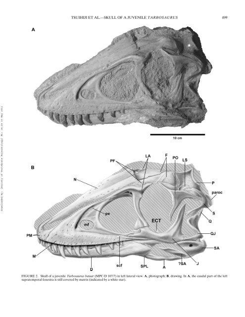 Cranial osteology of a juvenile specimen of Tarbosaurus bataar from ...