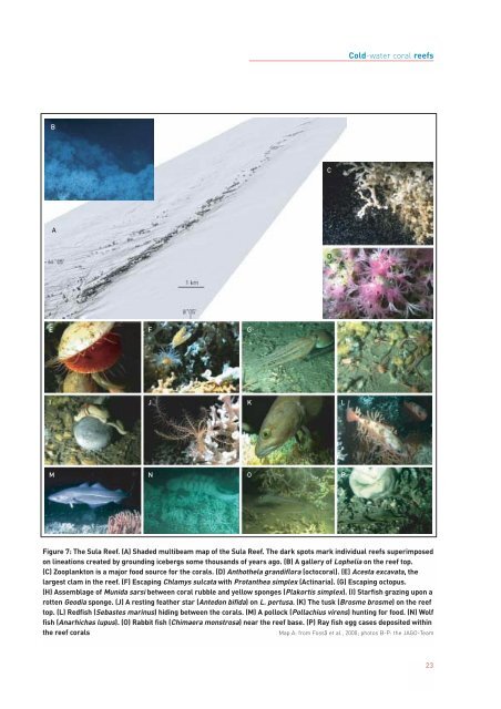 Cold-water coral reefs - WWF UK