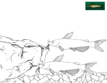 Channel Catfish Coloring Page