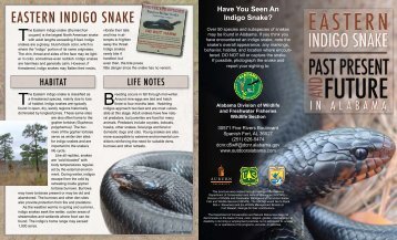 EASTErN INdIgO SNAkE - Alabama Department of Conservation ...