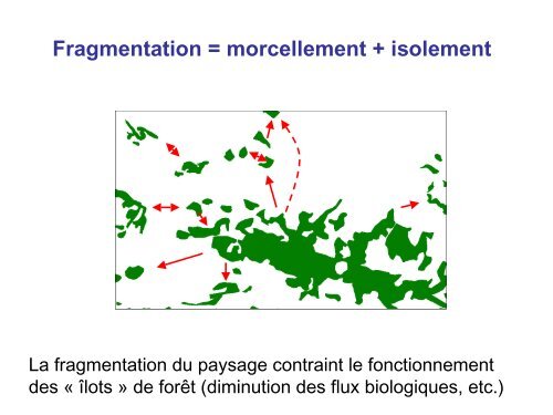 Ecologie du paysage, Fragmentation, Corridorsâ¦