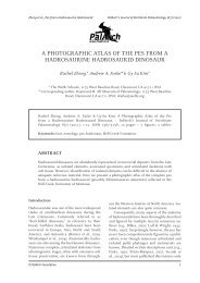 a photographic atlas of the pes from a hadrosaurine ... - PalArch