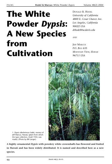 The White Powder Dypsis: A New Species from Cultivation