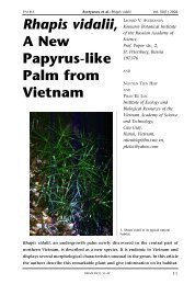Rhapis vidalii, A New Papyrus-like Palm from Vietnam - International ...