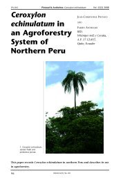 Ceroxylon echinulatum in an - International Palm Society