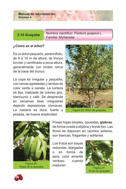 Manual de ReforestaciÃ³n: - CICH