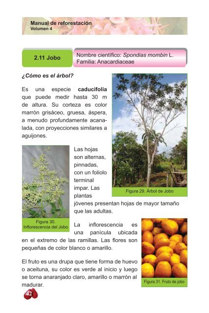 Manual de ReforestaciÃ³n: - CICH