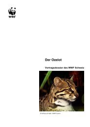 Der Ozelot - WWF Panda Club