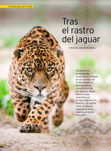 Tras el rastro del jaguar - Panthera