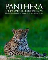 THE JAGUAR CORRIDOR INITIATIVE - Panthera