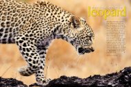 Return of the Leopard. - Panthera
