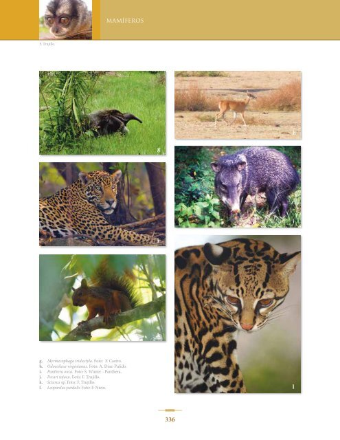 BIODIVERSIDAD DE LA CUENCA DEL ORINOCO - Panthera