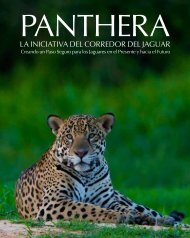 La InIcIatIva deL corredor deL Jaguar - Panthera