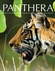 TIGERS FOREVER 2006-2011 | ENSURING TIGERS ... - Panthera