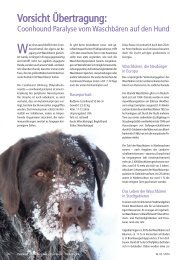 Coonhound Paralyse vom WaschbÃ¤ren auf den Hund - Paracelsus