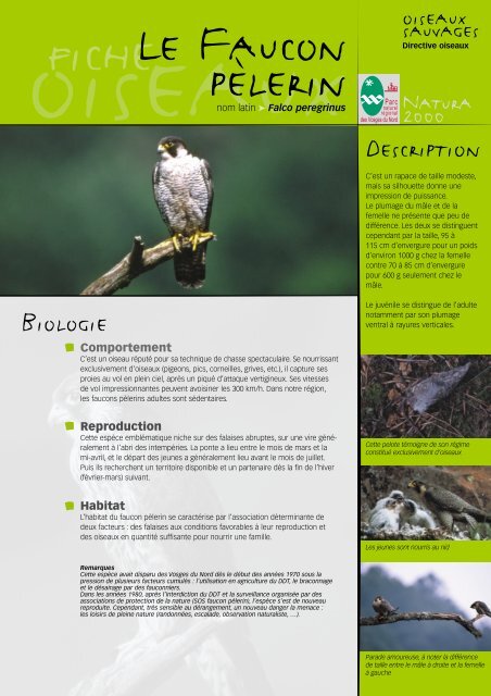 Le faucon pÃ©lerin - Parc naturel rÃ©gional des Vosges du Nord