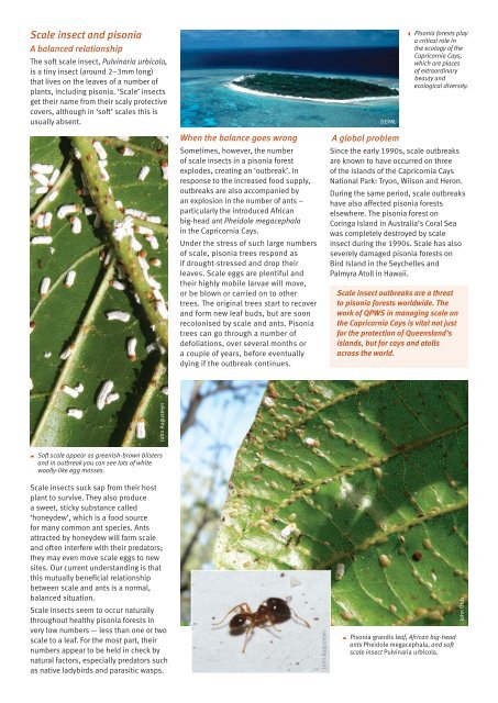 Managing scale insect outbreaks in the Capricornia Cays