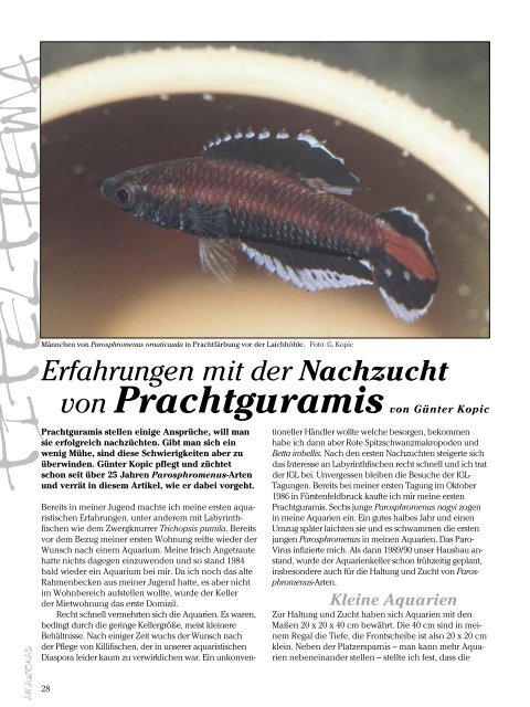 Erfahrungen mit der nachzucht von prachtguramies