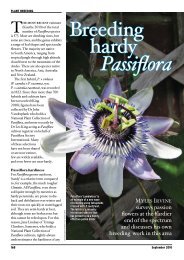 Breeding hardy Passiflora - Passion Flowers