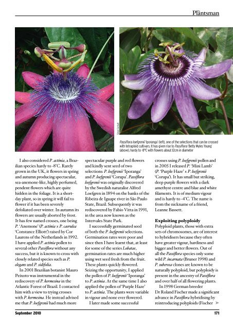 Breeding hardy Passiflora - Passion Flowers