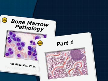 Bone Marrow Pathology