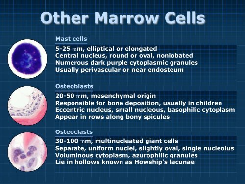 Bone Marrow Pathology