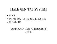 MALE GENITAL SYSTEM - Pathology